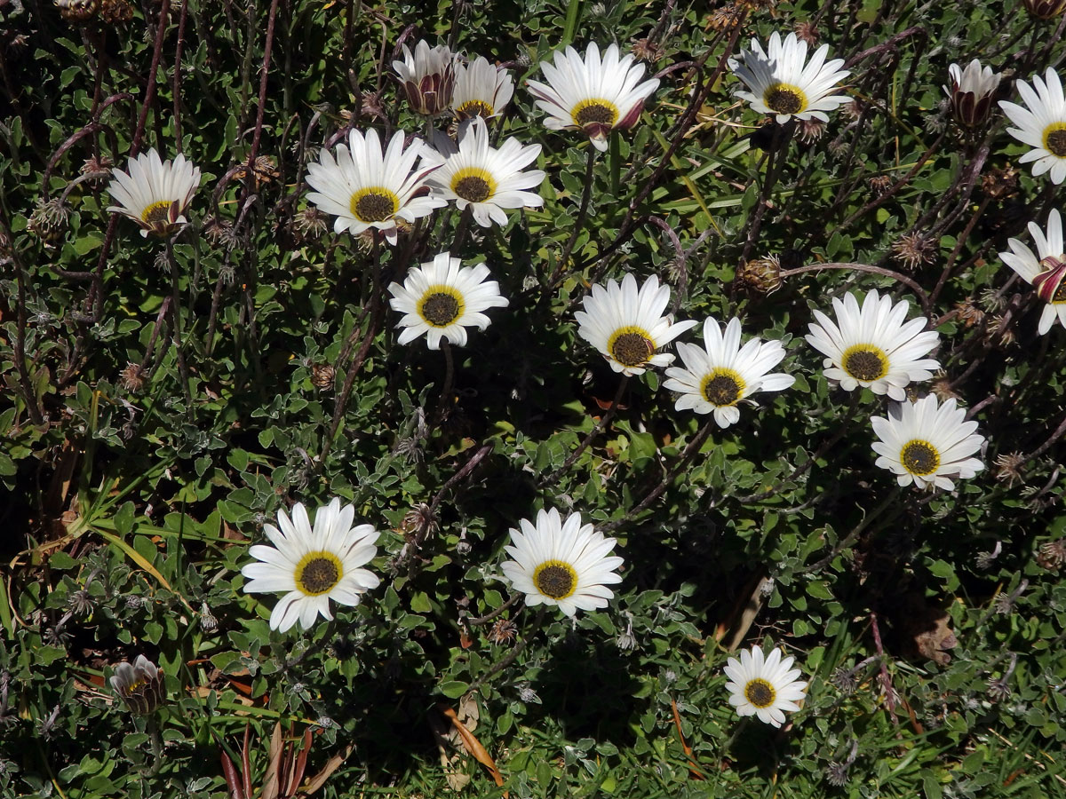 Arctotis stoechadifolia Berg.