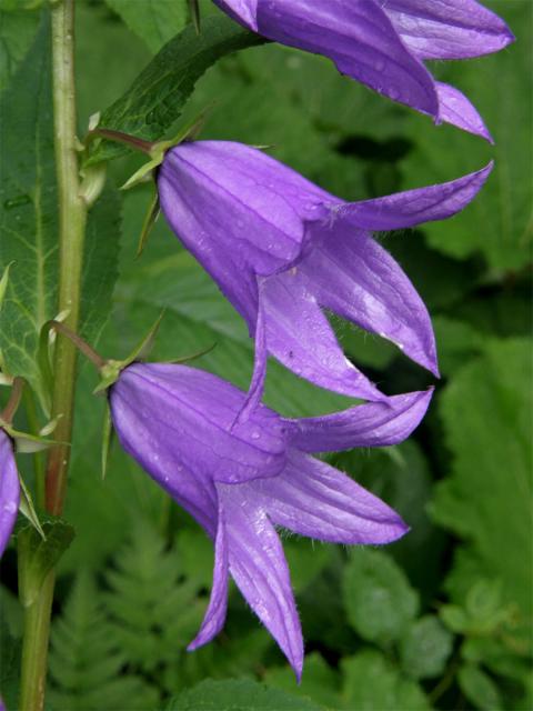 Zvonek širokolistý (Campanula latifolia L.)