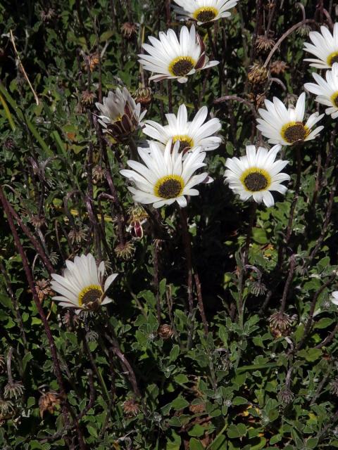 Arctotis stoechadifolia Berg.