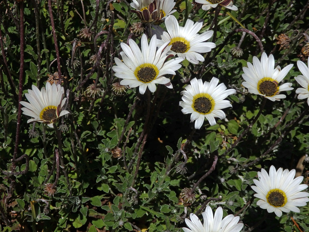 Arctotis stoechadifolia Berg.