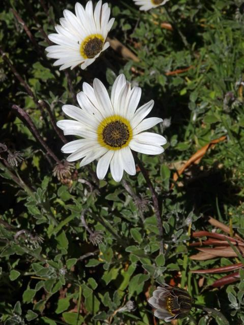 Arctotis stoechadifolia Berg.