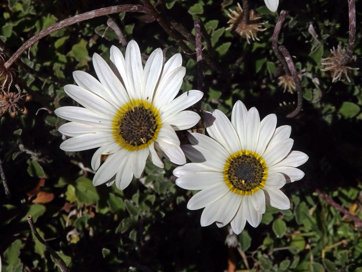 Arctotis stoechadifolia Berg.