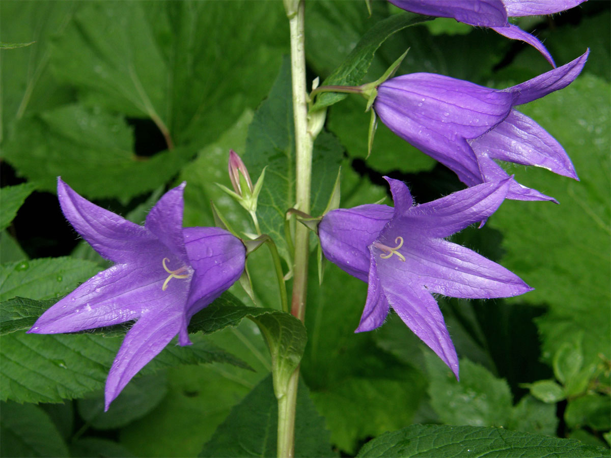 Zvonek širokolistý (Campanula latifolia L.)