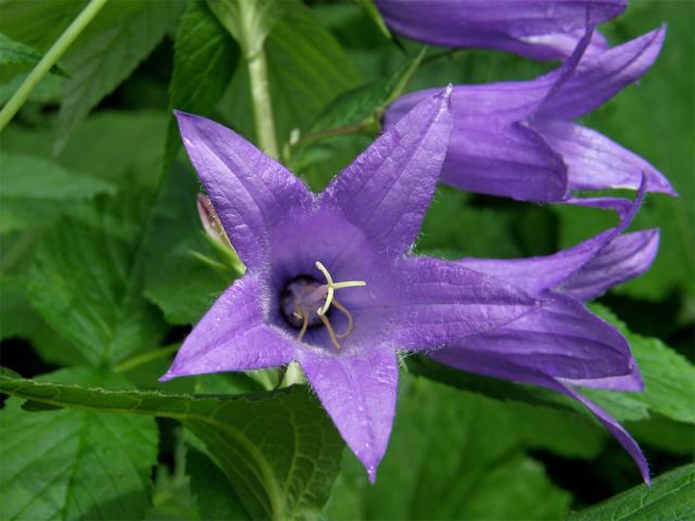 Zvonek širokolistý (Campanula latifolia L.)