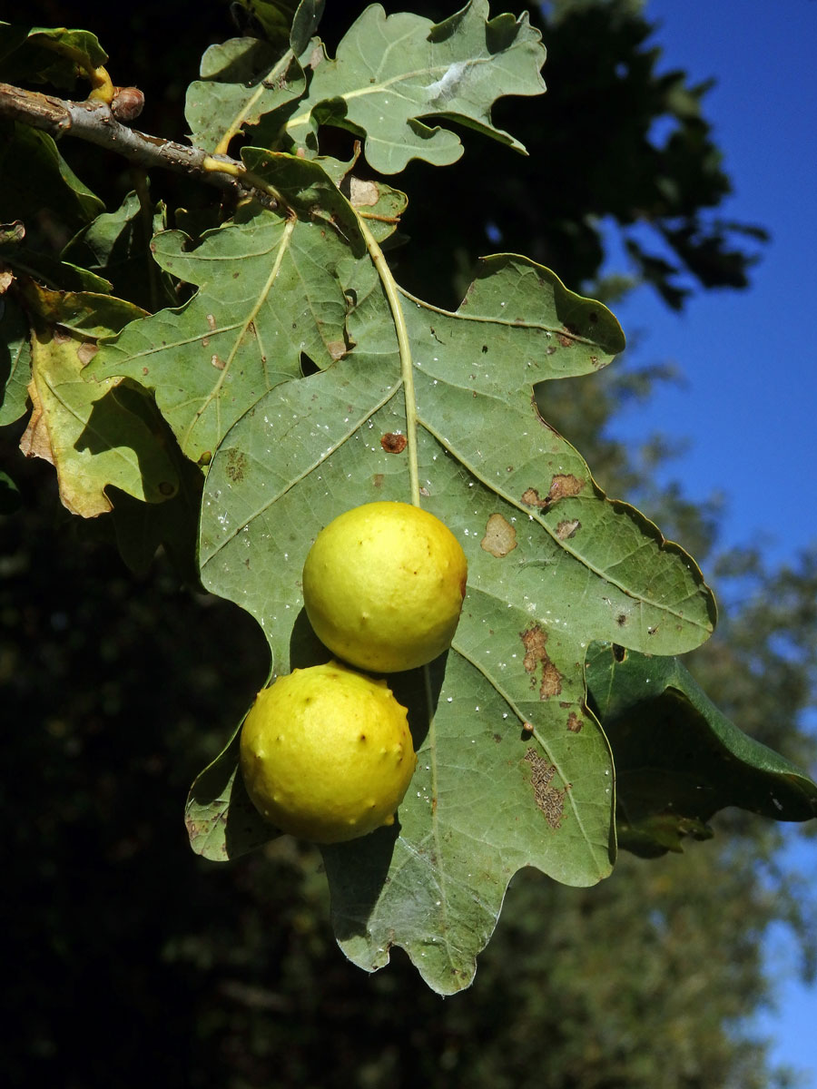 Hálky žlabatky dubové (Cynips quercusfolii)