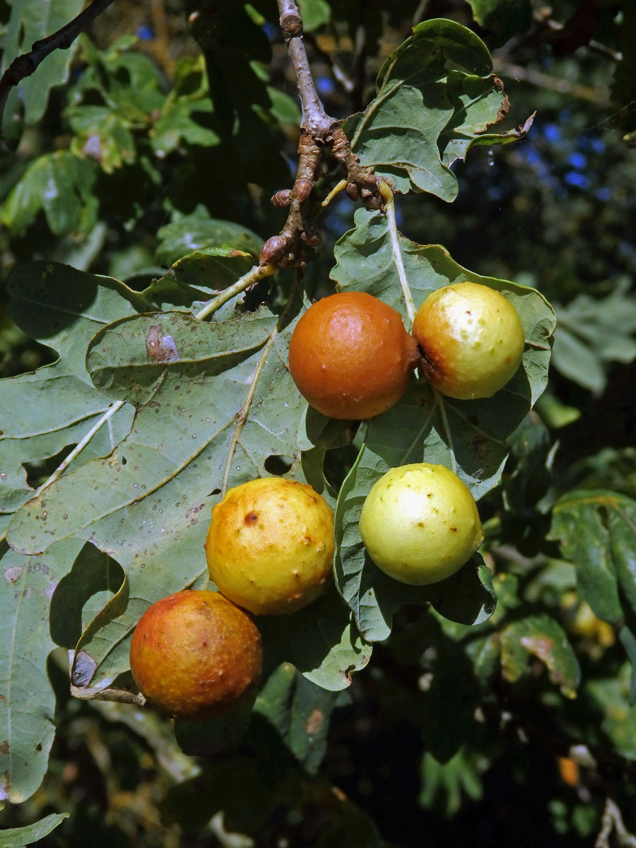 Hálky žlabatky dubové (Cynips quercusfolii)