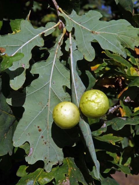 Hálky žlabatky dubové (Cynips quercusfolii)