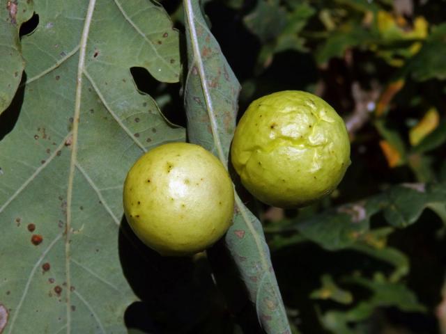 Hálky žlabatky dubové (Cynips quercusfolii)