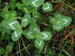 Jetel luční (Trifolium pratense L.) - čtyřlístek (4a)