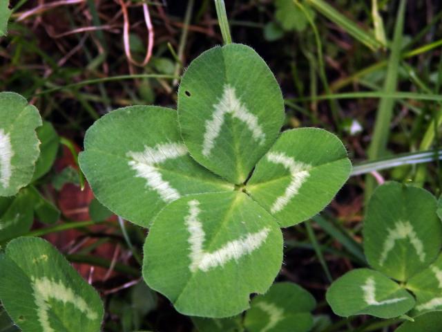 Jetel luční (Trifolium pratense L.) - čtyřlístek (4c)