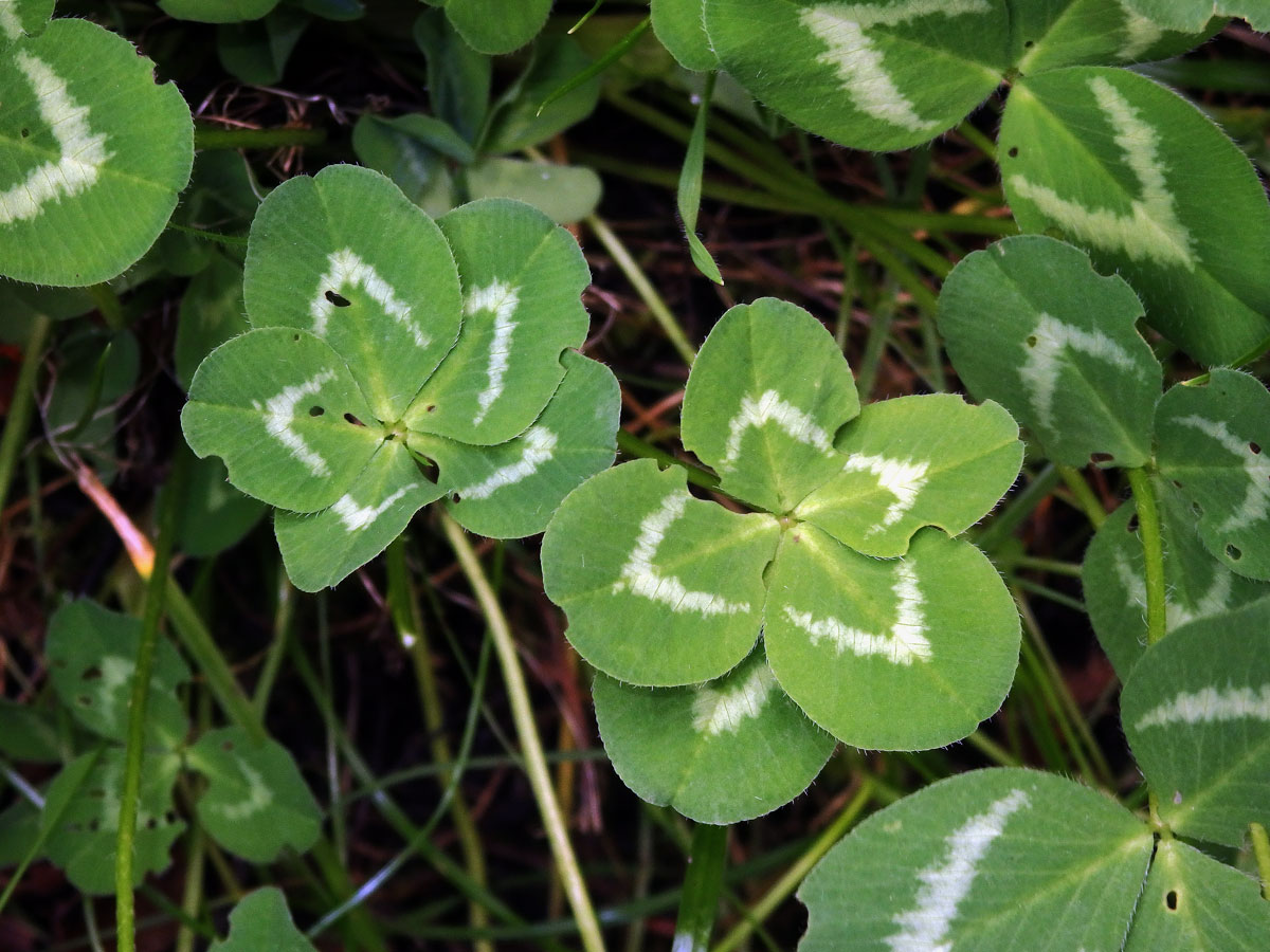 Jetel luční (Trifolium pratense L.) - pětilístek (1)