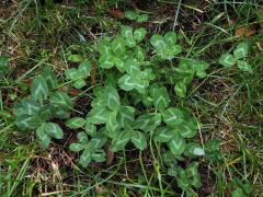 Jetel luční (Trifolium pratense L.) - vícečetné listy (2a)