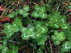 Jetel luční (Trifolium pratense L.) - vícečetné listy (2b)