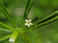 Svízel přítula (Galium aparine L.), pětičetný květ (1)