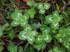 Jetel luční (Trifolium pratense L.) - vícečetné listy (2c)