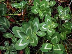 Jetel luční (Trifolium pratense L.) - vícečetné listy (2d)