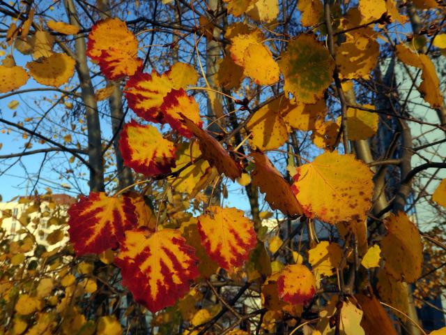 Topol osika (Populus tremula L.)