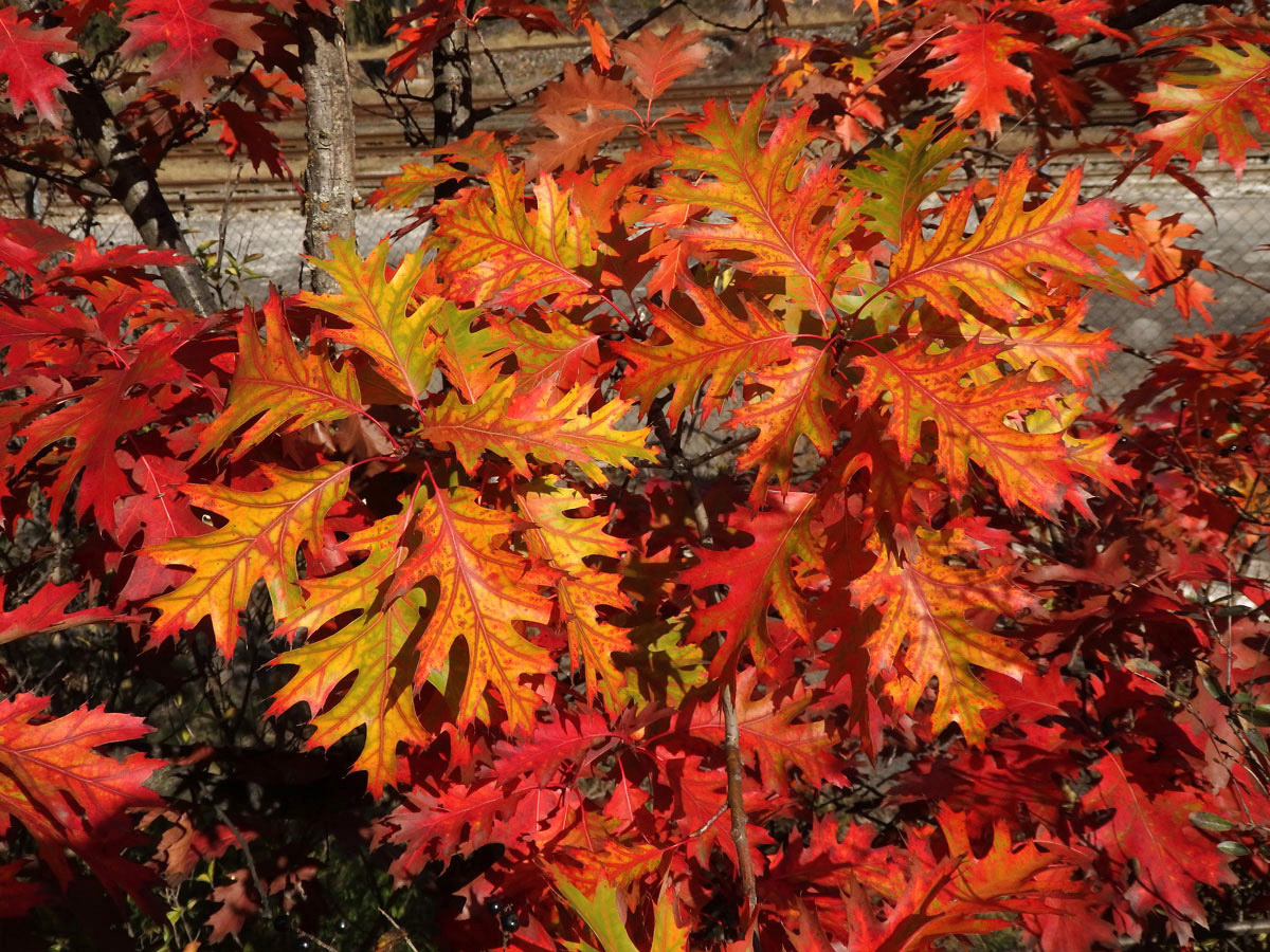 Dub červený (Quercus rubra L.)