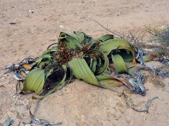 Welwitschie (Welwitschia Hook. f.)  