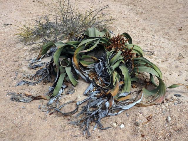 Welwitschie podivná (Welwitschia mirabilis Hook. f.)