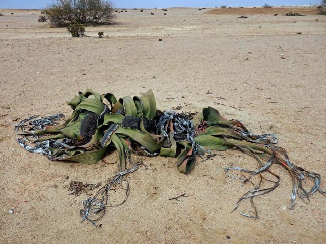 Welwitschie podivná (Welwitschia mirabilis Hook. f.)