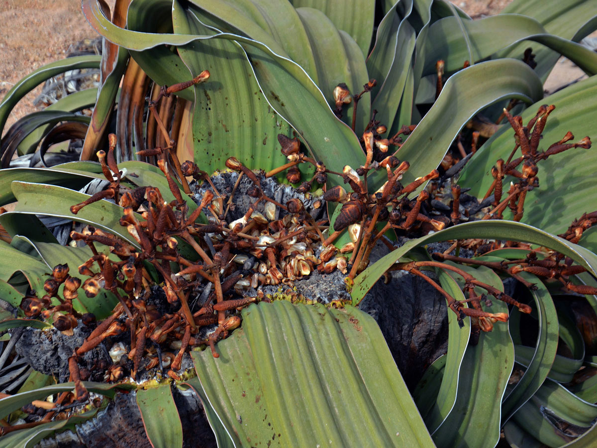 Welwitschie podivná (Welwitschia mirabilis Hook. f.)