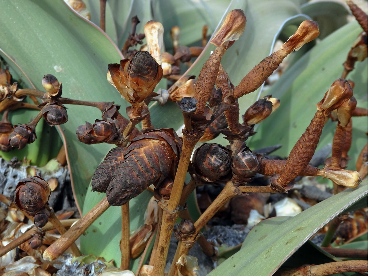 Welwitschie podivná (Welwitschia mirabilis Hook. f.)