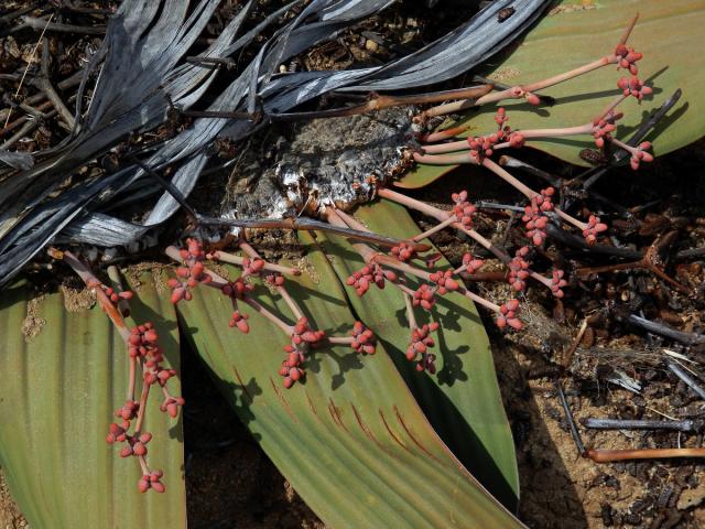 Welwitschie podivná (Welwitschia mirabilis Hook. f.)