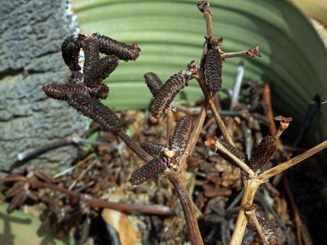 Welwitschie podivná (Welwitschia mirabilis Hook. f.)