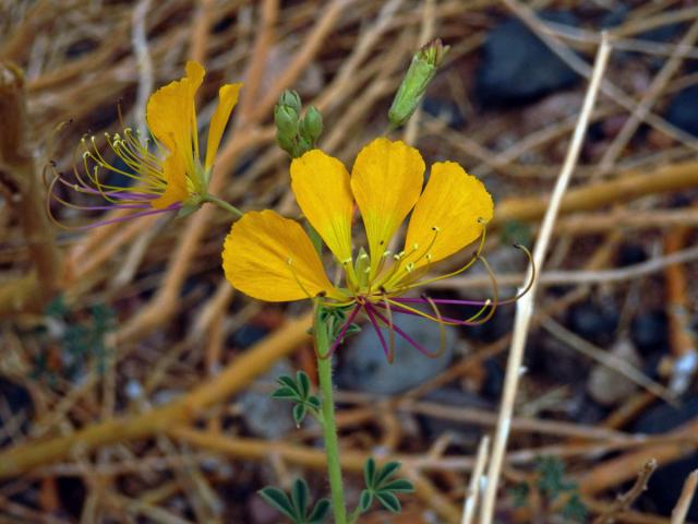 Luštěnice (Cleome foliosa Hook. f.)