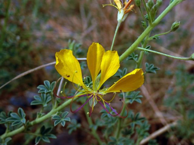 Luštěnice (Cleome foliosa Hook. f.)