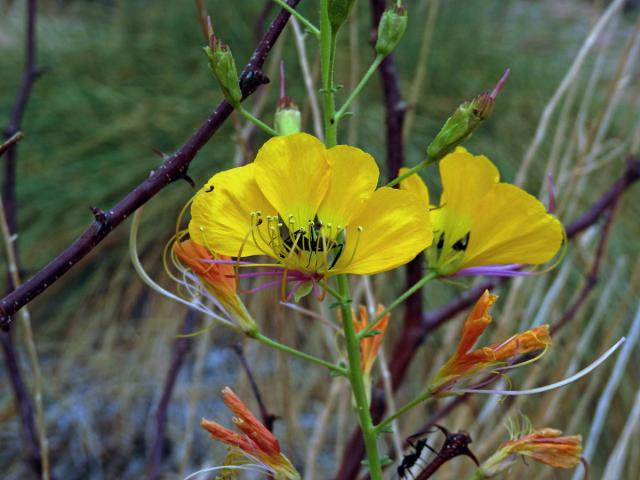 Luštěnice (Cleome foliosa Hook. f.)