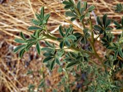 Luštěnice (Cleome foliosa Hook. f.)