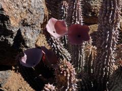 Hoodia gordonii (Masson) Sweet ex Decne.