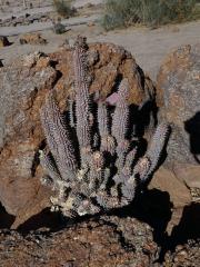 Hoodia gordonii (Masson) Sweet ex Decne.