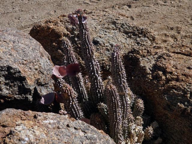 Hoodia gordonii (Masson) Sweet ex Decne.