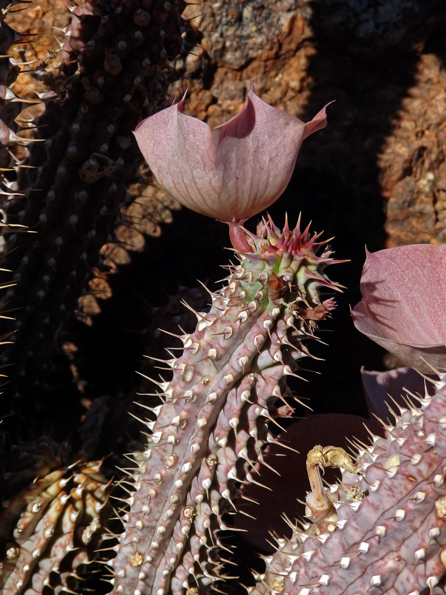 Hoodia gordonii (Masson) Sweet ex Decne.