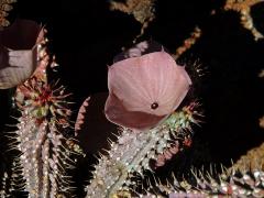 Hoodia gordonii (Masson) Sweet ex Decne.