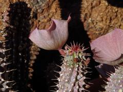 Hoodia gordonii (Masson) Sweet ex Decne.