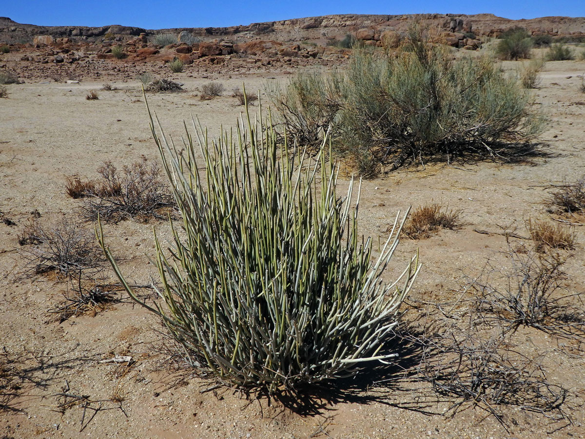 Pryšec (Euphorbia damarana L. C. Leach)