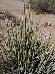 Pryšec (Euphorbia damarana L. C. Leach)