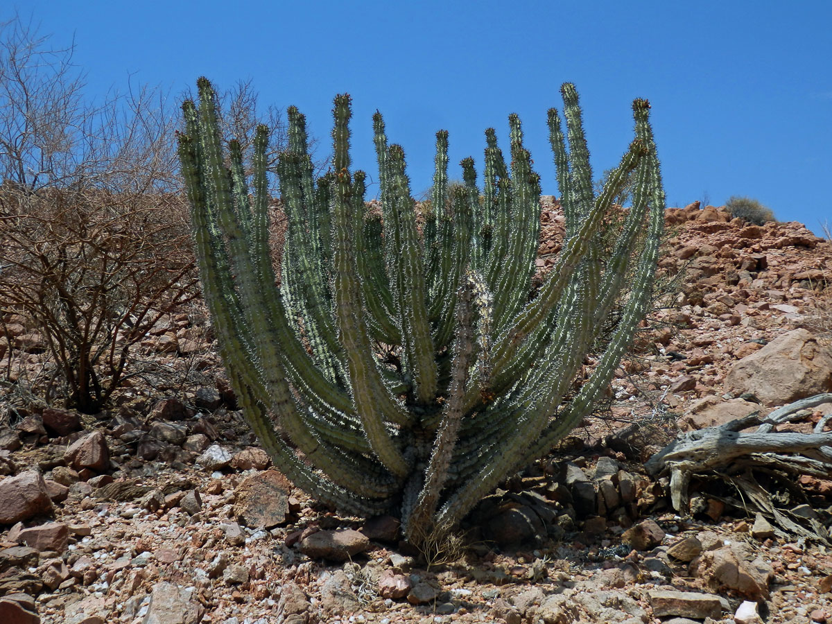 Pryšec (Euphorbia virosa Willd.)