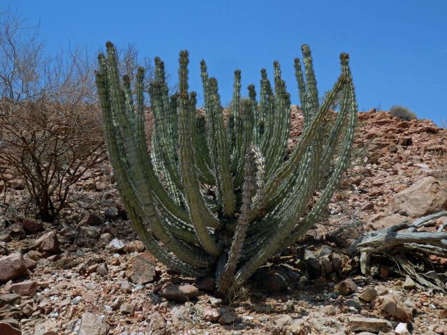 Pryšec (Euphorbia virosa Willd.)