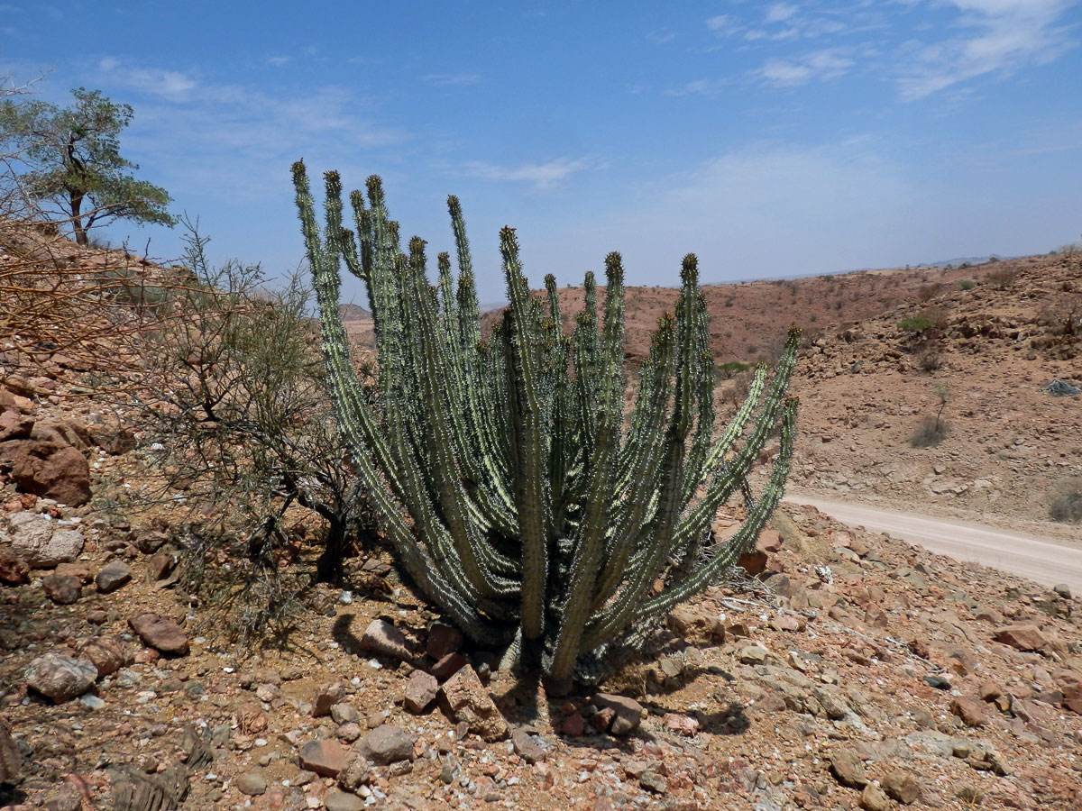 Pryšec (Euphorbia virosa Willd.)