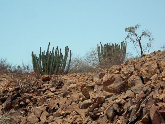 Pryšec (Euphorbia virosa Willd.)