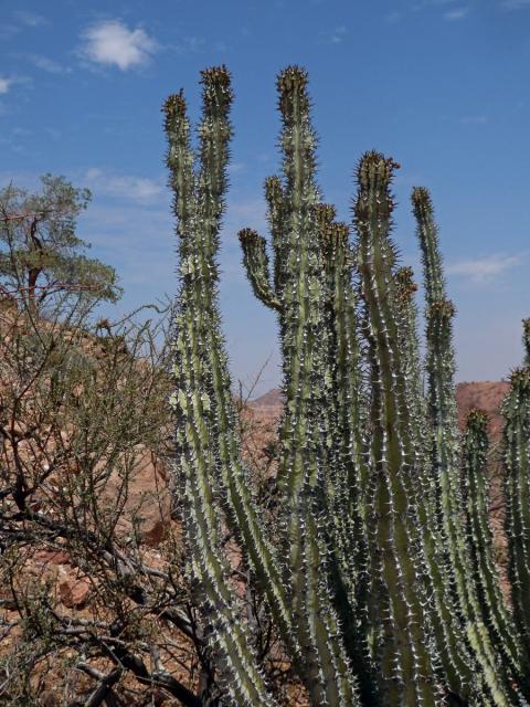 Pryšec (Euphorbia virosa Willd.)