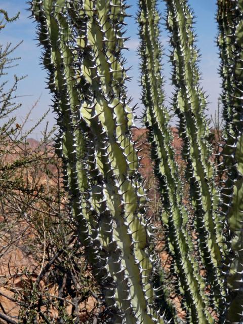 Pryšec (Euphorbia virosa Willd.)