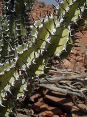 Pryšec (Euphorbia virosa Willd.)