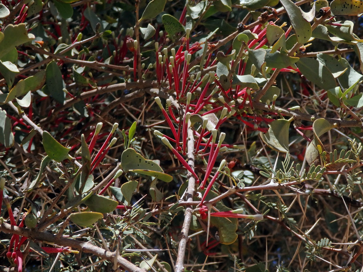 Tapinanthus oleifolius (J. C. Wendl.) Danser