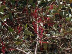 Tapinanthus oleifolius (J. C. Wendl.) Danser 